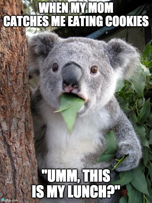 Surprised Koala Meme | WHEN MY MOM CATCHES ME EATING COOKIES; "UMM, THIS IS MY LUNCH?" | image tagged in memes,surprised koala | made w/ Imgflip meme maker