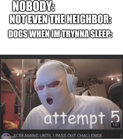 NOBODY:; NOT EVEN THE NEIGHBOR:; DOGS WHEN IM TRYNNA SLEEP: | image tagged in blank white template | made w/ Imgflip meme maker
