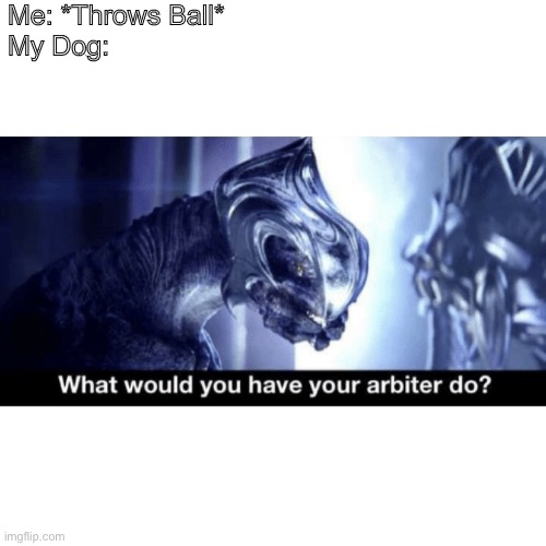 What would you have your arbiter do? | Me: *Throws Ball*

My Dog: | image tagged in what would you have your arbiter do | made w/ Imgflip meme maker