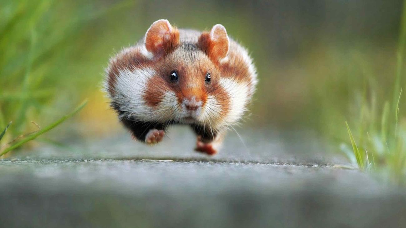 hamster running Blank Meme Template