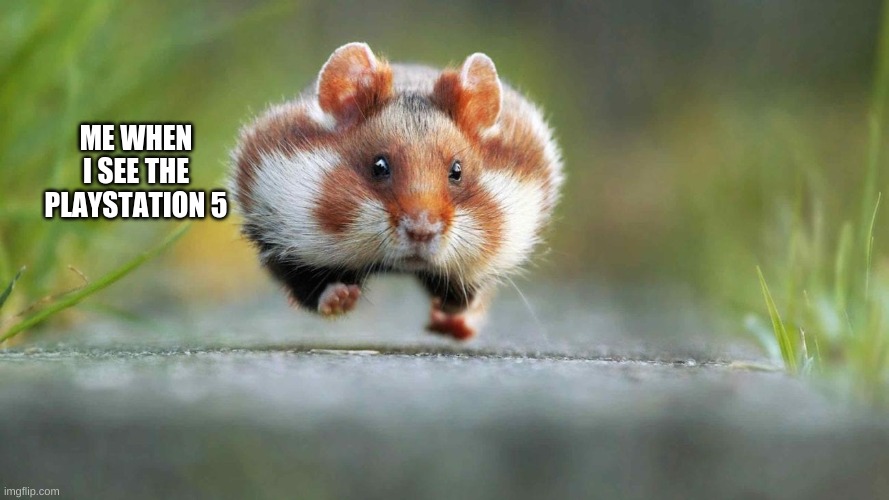 hamster running | ME WHEN I SEE THE PLAYSTATION 5 | image tagged in hamster running,true,stuff | made w/ Imgflip meme maker