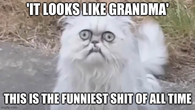 Ma there's a weird cat outside | 'IT LOOKS LIKE GRANDMA'; THIS IS THE FUNNIEST SHIT OF ALL TIME | image tagged in ma there's a weird cat outside | made w/ Imgflip meme maker
