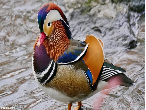 This is one crazy looking duck | image tagged in duck | made w/ Imgflip meme maker