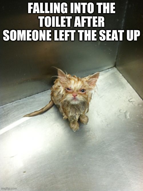 Kill You Cat Meme | FALLING INTO THE TOILET AFTER SOMEONE LEFT THE SEAT UP | image tagged in memes,kill you cat | made w/ Imgflip meme maker