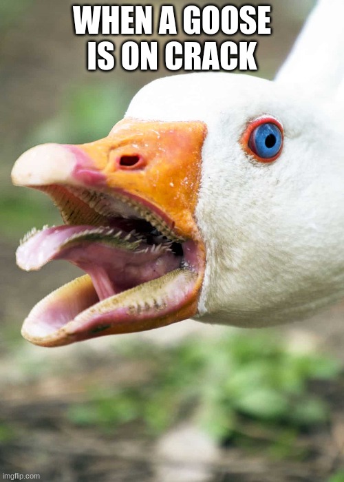 Goose on crack | WHEN A GOOSE IS ON CRACK | image tagged in goose,memes | made w/ Imgflip meme maker