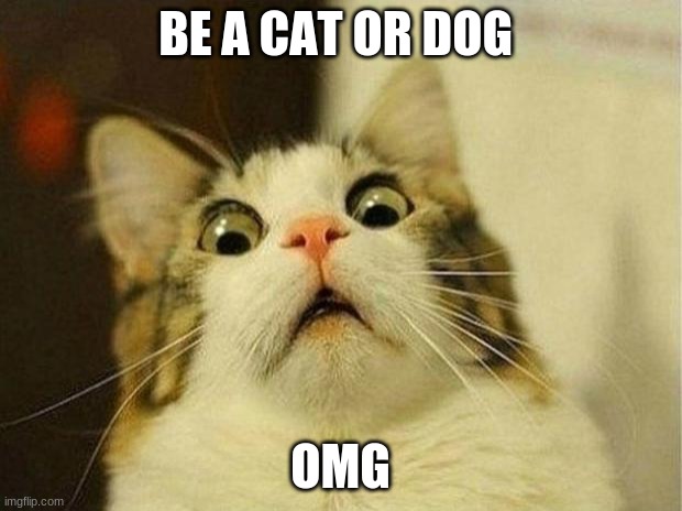 Scared Cat Meme | BE A CAT OR DOG; OMG | image tagged in memes,scared cat | made w/ Imgflip meme maker
