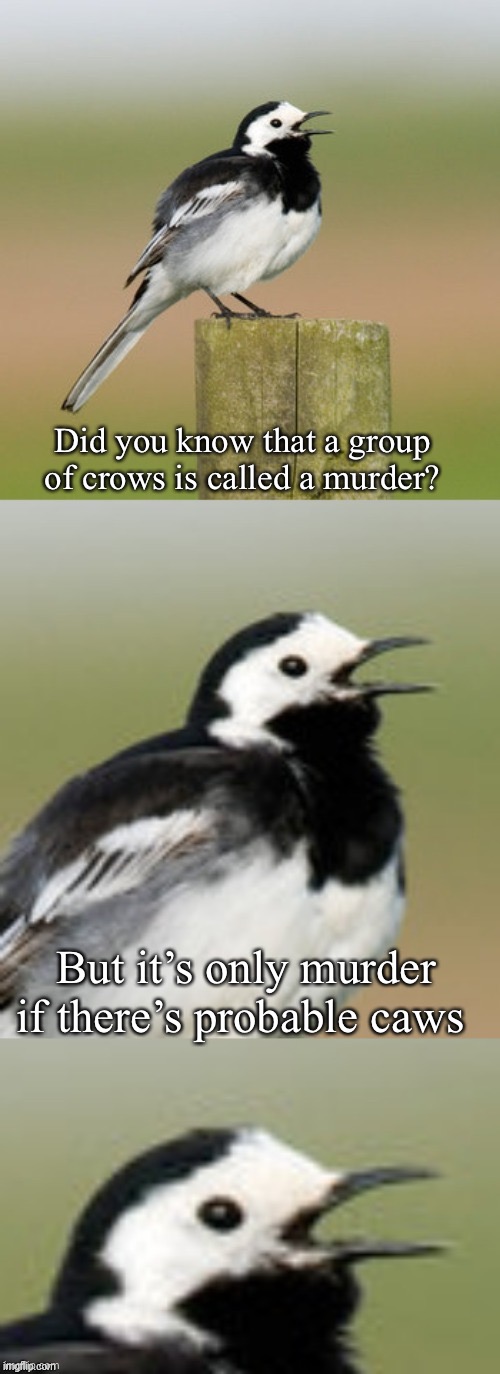Bad Pun Flashtail | Did you know that a group of crows is called a murder? But it’s only murder if there’s probable caws | image tagged in bad pun flashtail | made w/ Imgflip meme maker