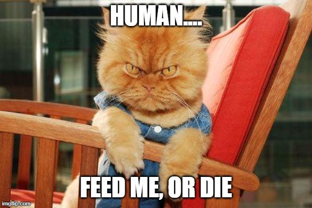 mad cat | HUMAN.... FEED ME, OR DIE | image tagged in mad cat | made w/ Imgflip meme maker