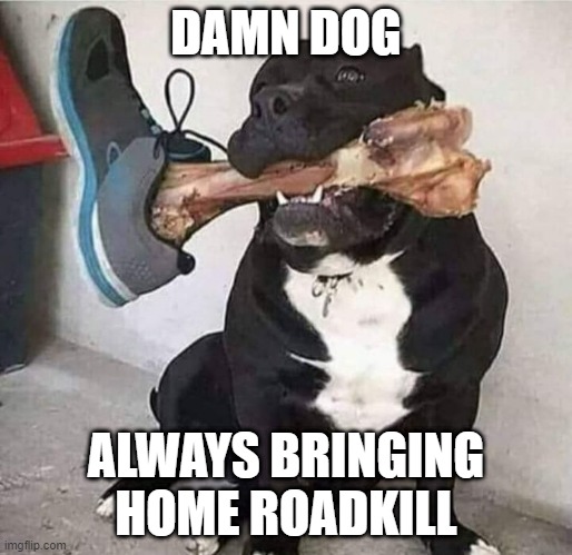 Dog/Roadkill | DAMN DOG; ALWAYS BRINGING HOME ROADKILL | image tagged in roadkill,dog | made w/ Imgflip meme maker