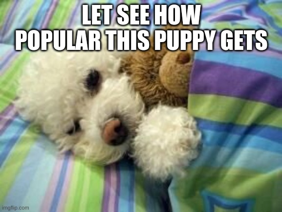 lets see how popular this puppy gets | LET SEE HOW POPULAR THIS PUPPY GETS | image tagged in memes,lets see how popular this puppy gets | made w/ Imgflip meme maker