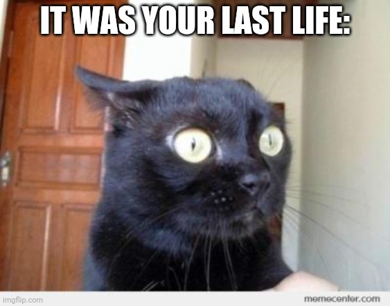 Scared Cat | IT WAS YOUR LAST LIFE: | image tagged in scared cat | made w/ Imgflip meme maker