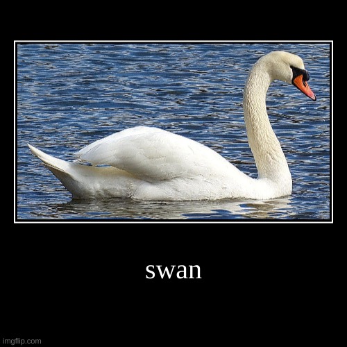 swan | image tagged in funny,demotivationals | made w/ Imgflip demotivational maker