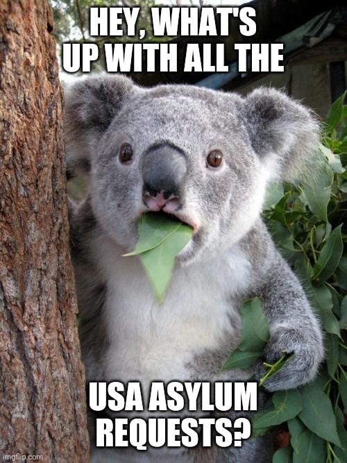 Surprised Koala Meme | HEY, WHAT'S UP WITH ALL THE USA ASYLUM REQUESTS? | image tagged in memes,surprised koala | made w/ Imgflip meme maker