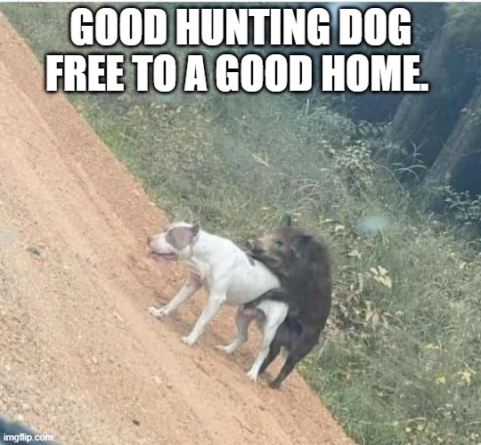 Good Dog Hunting | GOOD HUNTING DOG FREE TO A GOOD HOME. | image tagged in dogs,funny dogs,funny animals | made w/ Imgflip meme maker