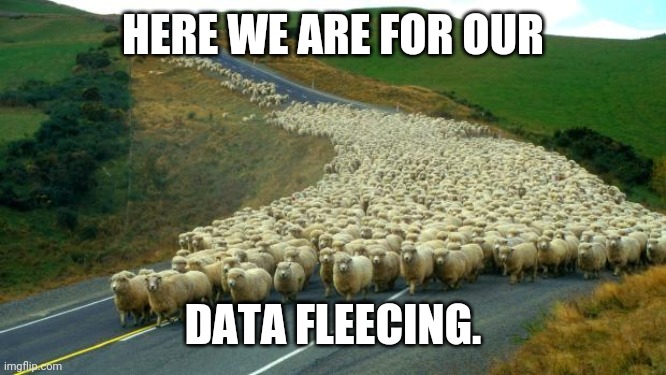 sheep | HERE WE ARE FOR OUR DATA FLEECING. | image tagged in sheep | made w/ Imgflip meme maker
