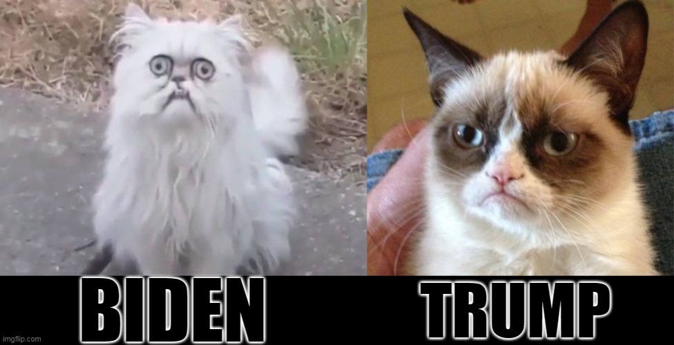 BIDEN TRUMP | image tagged in memes,grumpy cat,ugly cat | made w/ Imgflip meme maker