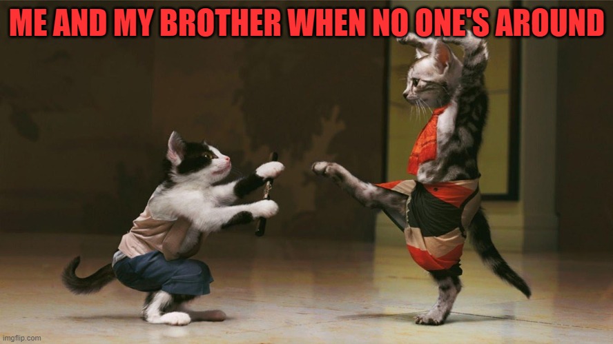 Accurate | ME AND MY BROTHER WHEN NO ONE'S AROUND | image tagged in kung fu cats | made w/ Imgflip meme maker