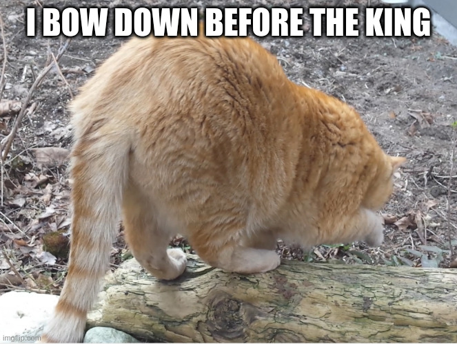 big ass | I BOW DOWN BEFORE THE KING | image tagged in big ass,cats | made w/ Imgflip meme maker