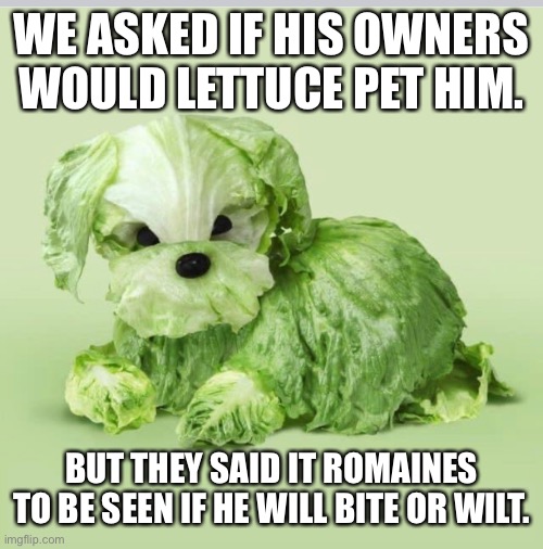 Punny doggy | WE ASKED IF HIS OWNERS WOULD LETTUCE PET HIM. BUT THEY SAID IT ROMAINES TO BE SEEN IF HE WILL BITE OR WILT. | image tagged in lettuce | made w/ Imgflip meme maker