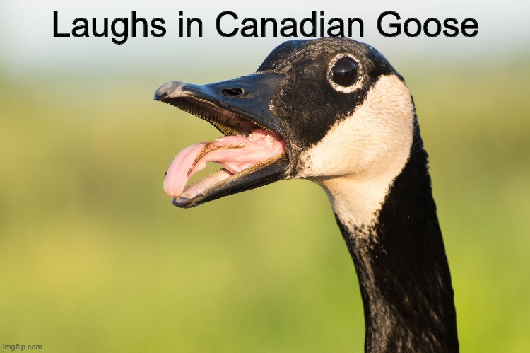 They have teeth | Laughs in Canadian Goose | made w/ Imgflip meme maker