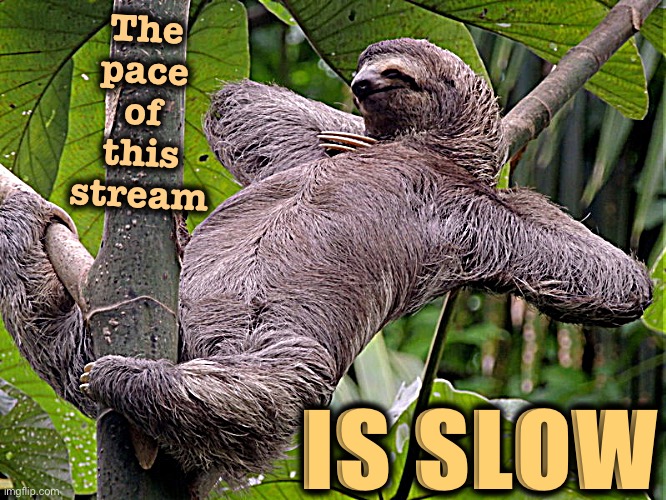 As it is on this stream, so it it is in real-life government. Kick off your shoes and hang awhile. | The pace of this stream; IS SLOW | image tagged in lazy sloth,meme stream,government | made w/ Imgflip meme maker