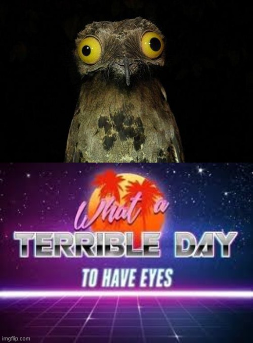 i made an ok meme! | image tagged in memes,weird stuff i do potoo,what a terrible day to have eyes | made w/ Imgflip meme maker