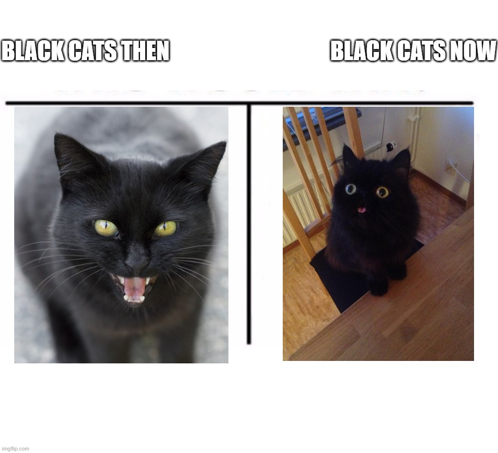 comparison table | BLACK CATS THEN; BLACK CATS NOW | image tagged in comparison table | made w/ Imgflip meme maker