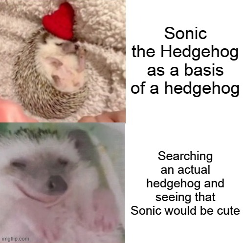 Just add blue | Sonic the Hedgehog as a basis of a hedgehog; Searching an actual hedgehog and seeing that Sonic would be cute | image tagged in drake hotline bling hedgehog,sonic the hedgehog | made w/ Imgflip meme maker