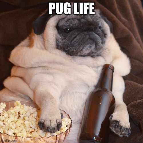 Pug Life | PUG LIFE | image tagged in pugs,beer | made w/ Imgflip meme maker