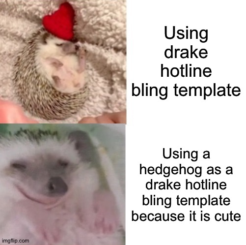 Aww | Using drake hotline bling template; Using a hedgehog as a drake hotline bling template because it is cute | image tagged in drake hotline bling hedgehog,memes,funny,cute,cute animals,hedgehog | made w/ Imgflip meme maker