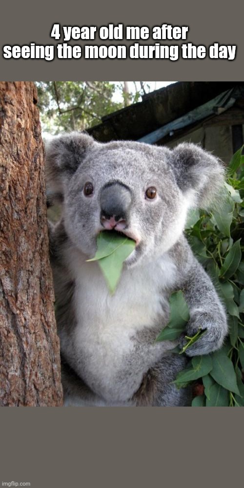 Surprised Koala |  4 year old me after seeing the moon during the day | image tagged in memes,surprised koala | made w/ Imgflip meme maker