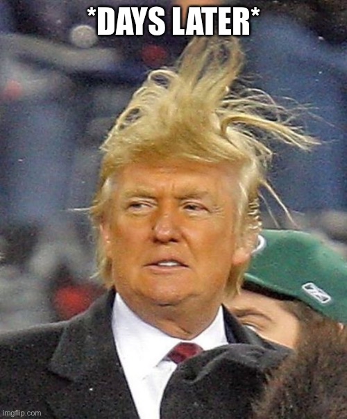 Donald Trumph hair | *DAYS LATER* | image tagged in donald trumph hair | made w/ Imgflip meme maker