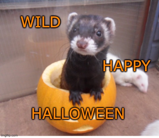 Enjoy it anyway! | WILD; HAPPY; HALLOWEEN | image tagged in pumpkin surprise,ferret,halloween,pumpkin,cute | made w/ Imgflip meme maker