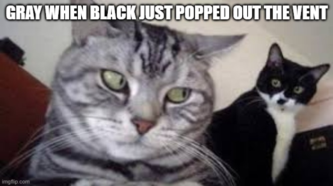 IMPOSTOR | GRAY WHEN BLACK JUST POPPED OUT THE VENT | image tagged in among us,impostor of the vent | made w/ Imgflip meme maker