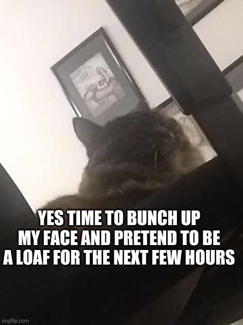 chillin' loaf cat | YES TIME TO BUNCH UP MY FACE AND PRETEND TO BE A LOAF FOR THE NEXT FEW HOURS | image tagged in loaf,cat,cute | made w/ Imgflip meme maker