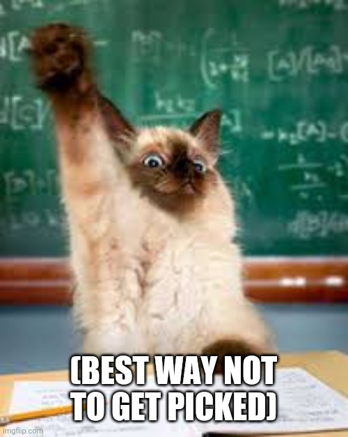 Raised hand cat | (BEST WAY NOT TO GET PICKED) | image tagged in raised hand cat | made w/ Imgflip meme maker