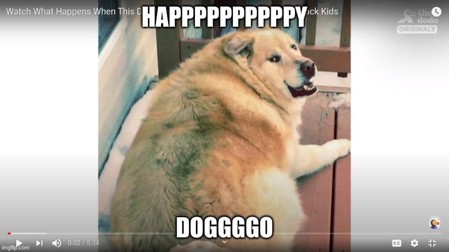 HAPPPPPPPPPPY; DOGGGGO | image tagged in dogs | made w/ Imgflip meme maker