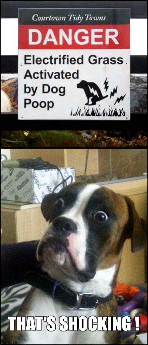 Dog Shocked By Sign ! | THAT'S SHOCKING ! | image tagged in blankie the shocked dog,sign,fake | made w/ Imgflip meme maker