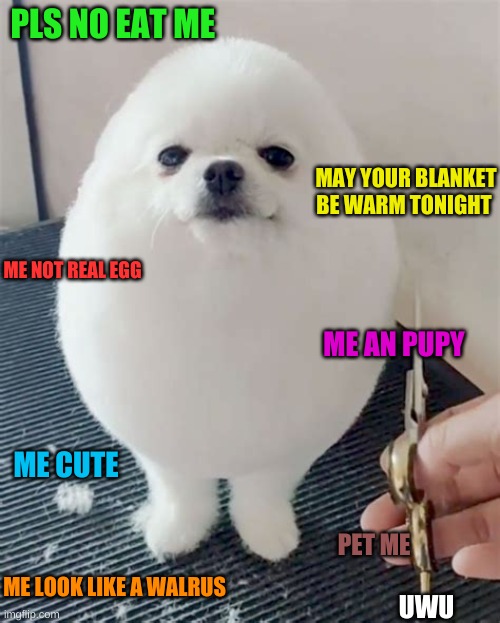 egg | PLS NO EAT ME; MAY YOUR BLANKET BE WARM TONIGHT; ME NOT REAL EGG; ME AN PUPY; ME CUTE; PET ME; ME LOOK LIKE A WALRUS; UWU | image tagged in egg dog | made w/ Imgflip meme maker