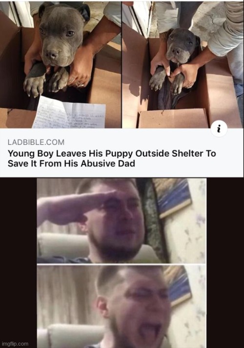 HE DESERVES A MEDAL | image tagged in puppy | made w/ Imgflip meme maker