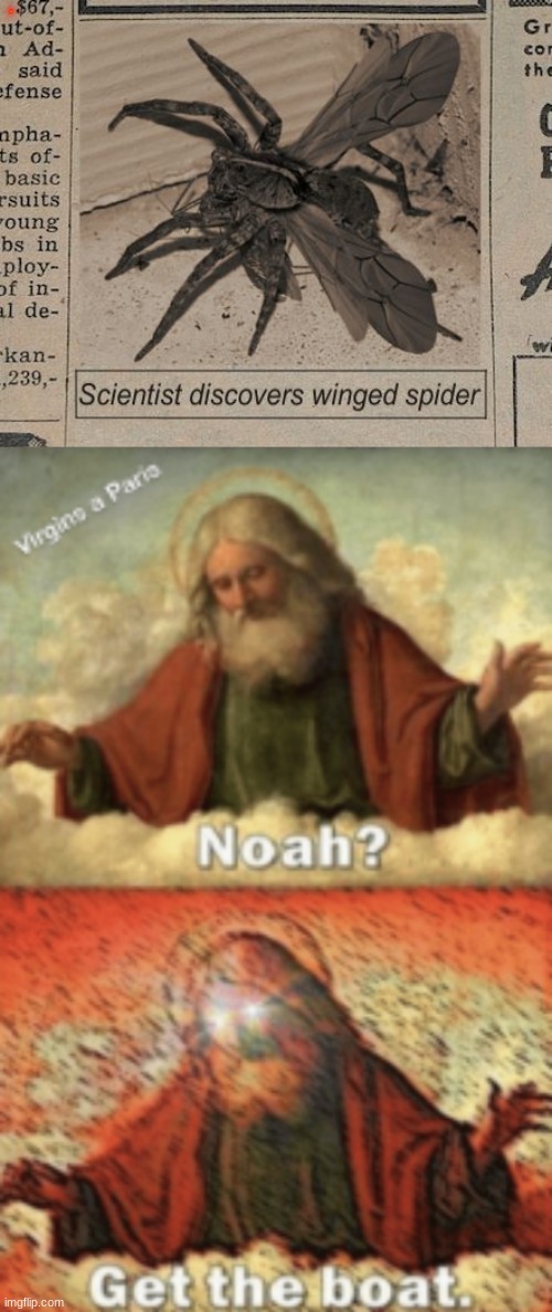please get the boat | image tagged in noahget the boat,memes,spider | made w/ Imgflip meme maker
