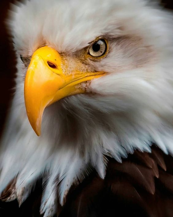 High Quality eagle Blank Meme Template