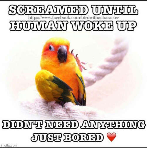 bird love | image tagged in sun conure,parrots,love,scream,funny,animal | made w/ Imgflip meme maker