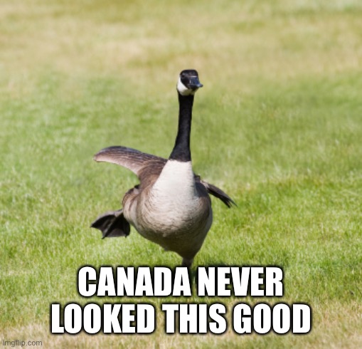 canada goose | CANADA NEVER LOOKED THIS GOOD | image tagged in canada goose | made w/ Imgflip meme maker