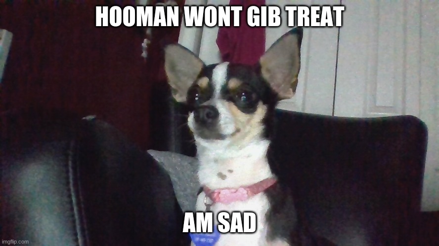 depressed doggo | HOOMAN WONT GIB TREAT; AM SAD | image tagged in depressed doggo,doggo | made w/ Imgflip meme maker