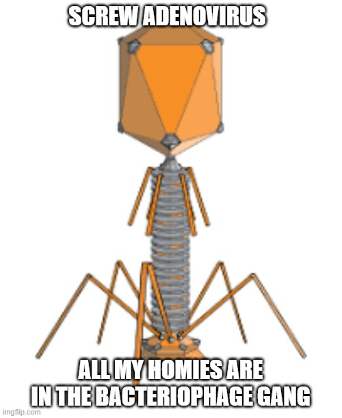 Bacteriophage | SCREW ADENOVIRUS; ALL MY HOMIES ARE IN THE BACTERIOPHAGE GANG | image tagged in bacteriophage | made w/ Imgflip meme maker