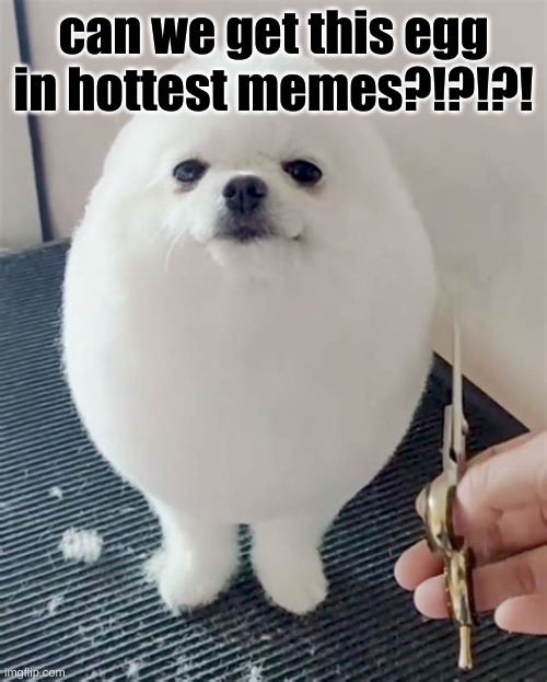 can we get this egg to bets meme?!?! | can we get this egg in hottest memes?!?!?! | image tagged in egg dog | made w/ Imgflip meme maker