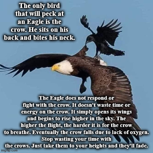 eagle | The only bird that will peck at an Eagle is the crow. He sits on his back and bites his neck. The Eagle does not respond or fight with the crow. It doesn't waste time or energy on the crow. It simply opens its wings and begins to rise higher in the sky. The higher the flight, the harder it is for the crow to breathe. Eventually the crow falls due to lack of oxygen.
Stop wasting your time with the crows. Just take them to your heights and they'll fade. | image tagged in eagle | made w/ Imgflip meme maker