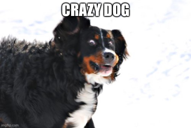Crazy Dawg Meme | CRAZY DOG | image tagged in memes,crazy dawg | made w/ Imgflip meme maker