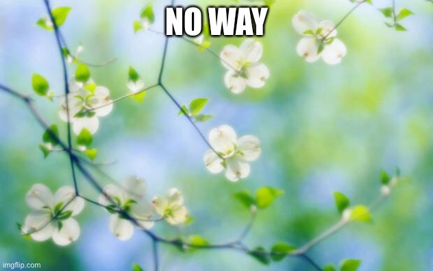 flowers | NO WAY | image tagged in flowers | made w/ Imgflip meme maker